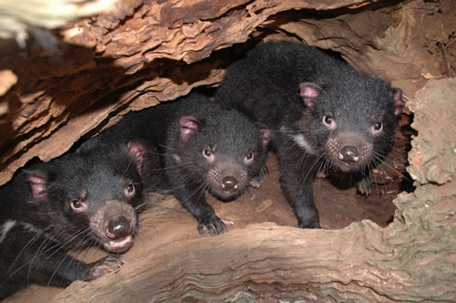 For Tasmanian devils it pays to be nice (AKA reasons not to bite