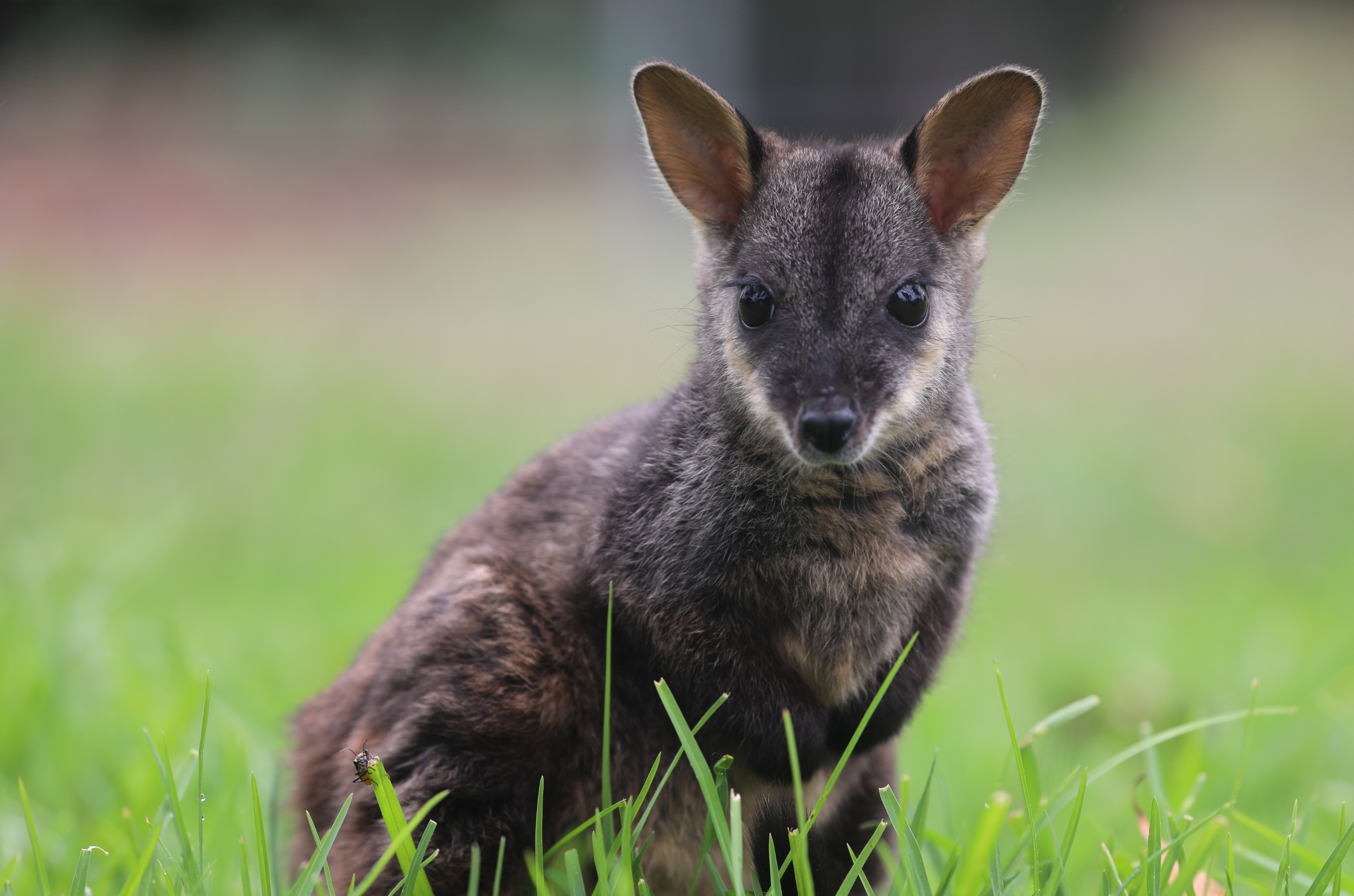 Meet Rocket – Our Baby Wallaby!