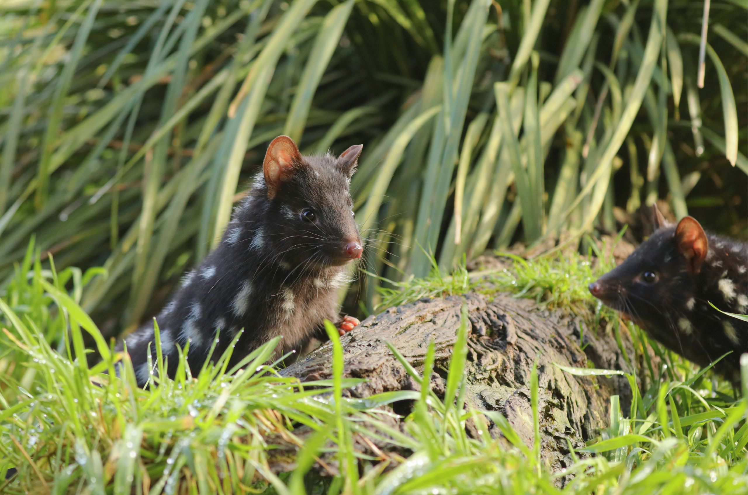 Save the Eastern Quoll